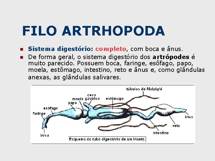 FILO ARTRHOPODA n n Sistema digestório: completo, com boca e ânus. De forma geral,