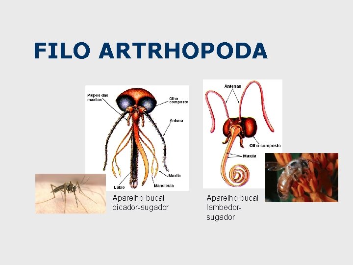 FILO ARTRHOPODA Aparelho bucal picador-sugador Aparelho bucal lambedorsugador 