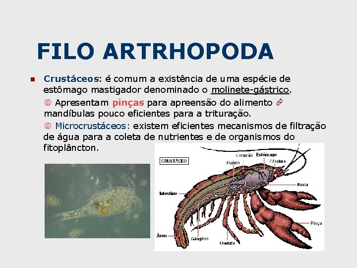 FILO ARTRHOPODA n Crustáceos: é comum a existência de uma espécie de estômago mastigador