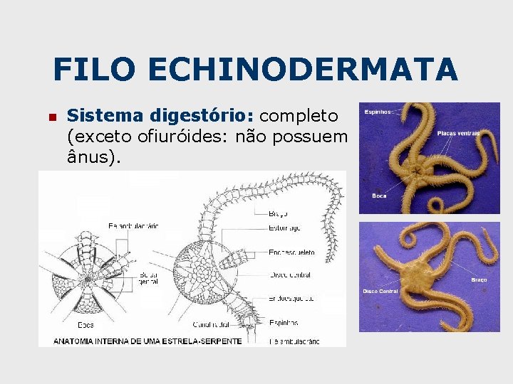 FILO ECHINODERMATA n Sistema digestório: completo (exceto ofiuróides: não possuem ânus). 