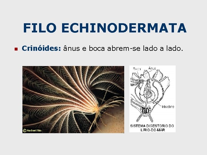 FILO ECHINODERMATA n Crinóides: ânus e boca abrem-se lado a lado. 