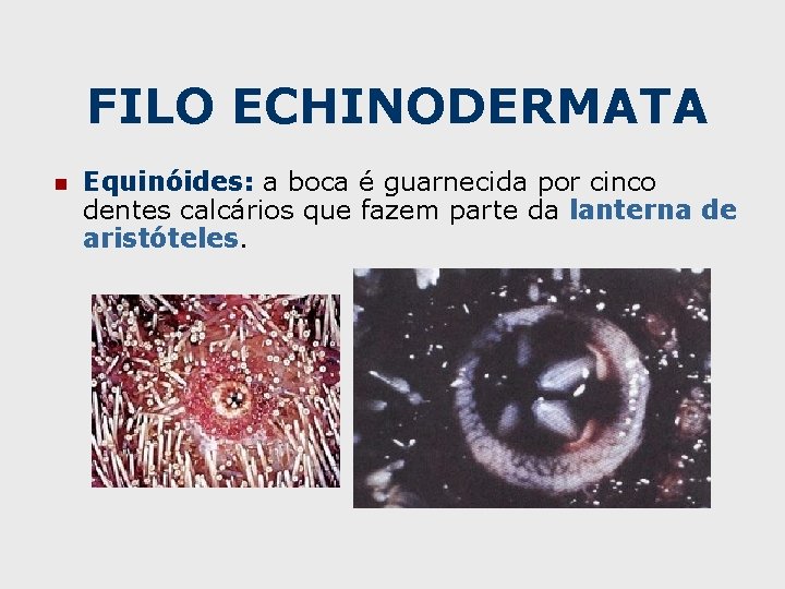 FILO ECHINODERMATA n Equinóides: a boca é guarnecida por cinco dentes calcários que fazem