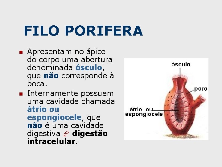 FILO PORIFERA n n Apresentam no ápice do corpo uma abertura denominada ósculo, que