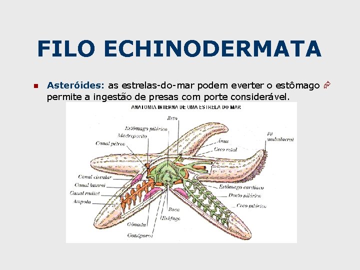 FILO ECHINODERMATA n Asteróides: as estrelas-do-mar podem everter o estômago permite a ingestão de