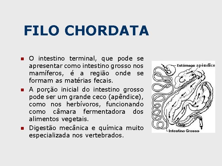 FILO CHORDATA n n n O intestino terminal, que pode se apresentar como intestino