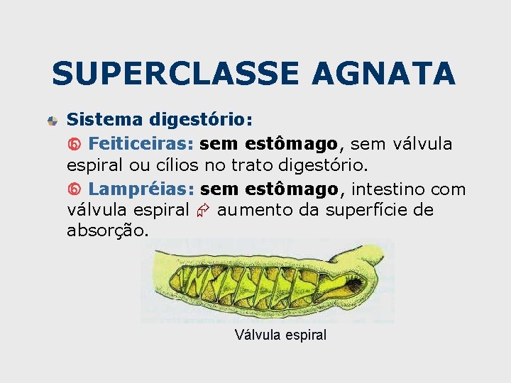 SUPERCLASSE AGNATA Sistema digestório: Feiticeiras: sem estômago, sem válvula espiral ou cílios no trato