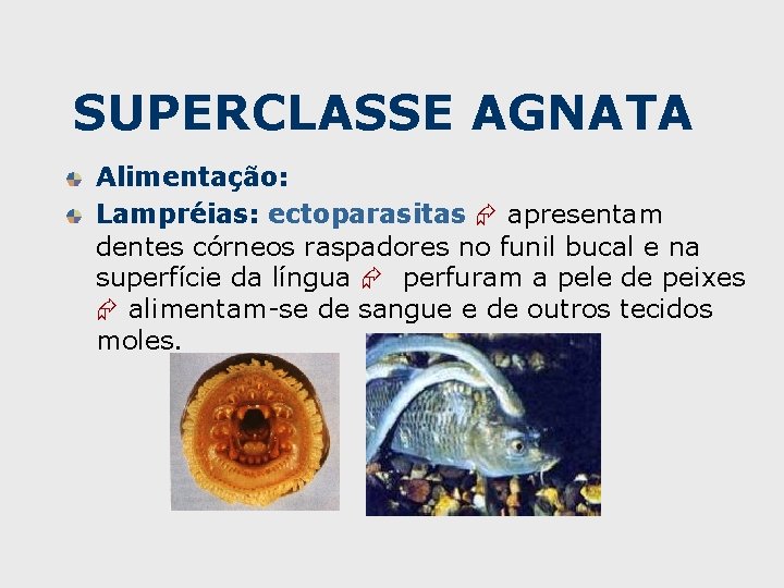 SUPERCLASSE AGNATA Alimentação: Lampréias: ectoparasitas apresentam dentes córneos raspadores no funil bucal e na