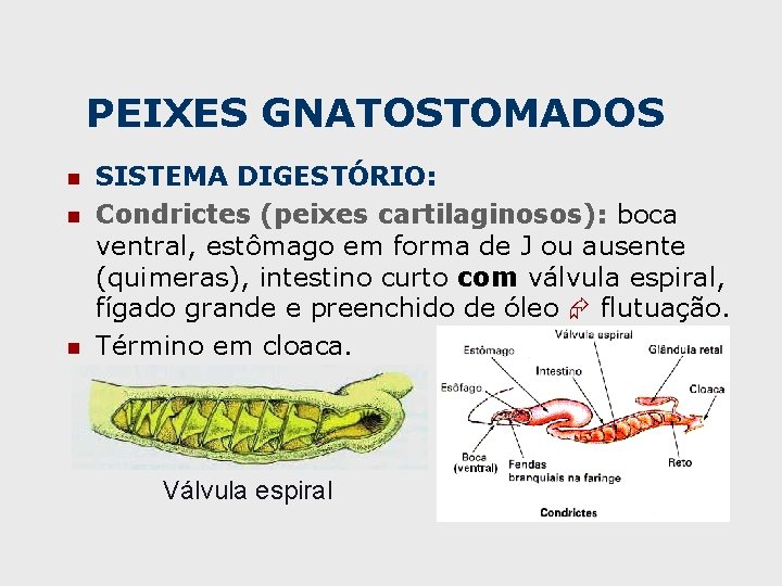 PEIXES GNATOSTOMADOS n n n SISTEMA DIGESTÓRIO: Condrictes (peixes cartilaginosos): boca ventral, estômago em