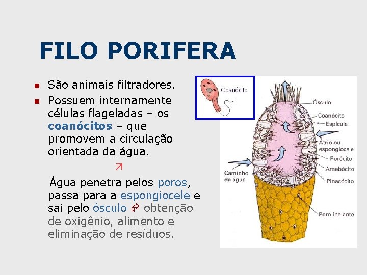 FILO PORIFERA n n São animais filtradores. Possuem internamente células flageladas – os coanócitos