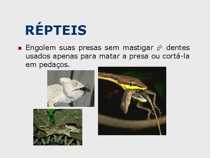 RÉPTEIS n Engolem suas presas sem mastigar dentes usados apenas para matar a presa