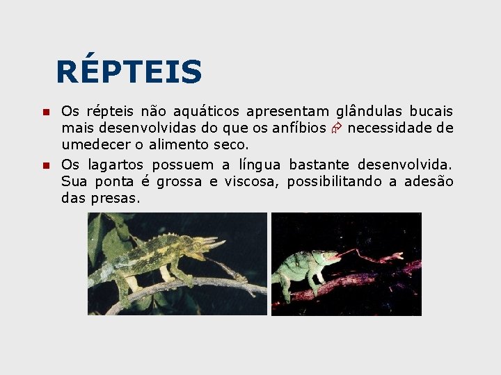 RÉPTEIS n n Os répteis não aquáticos apresentam glândulas bucais mais desenvolvidas do que