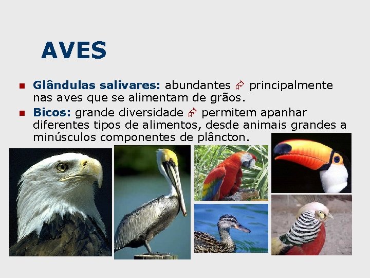 AVES n n Glândulas salivares: abundantes principalmente nas aves que se alimentam de grãos.