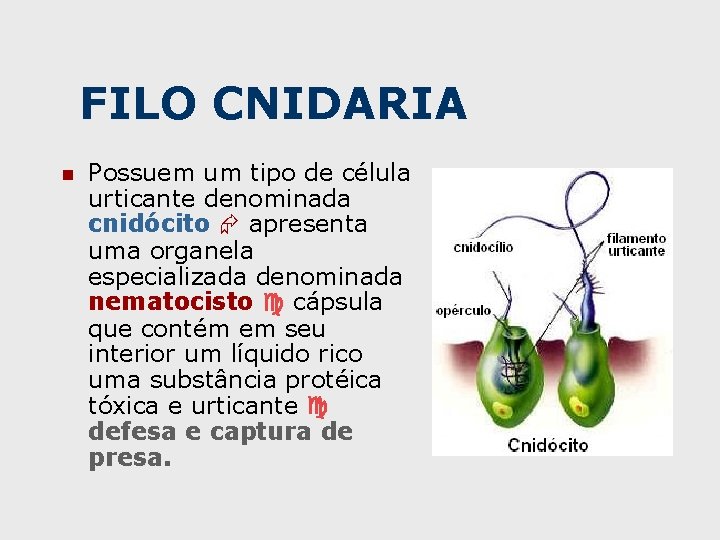 FILO CNIDARIA n Possuem um tipo de célula urticante denominada cnidócito apresenta uma organela