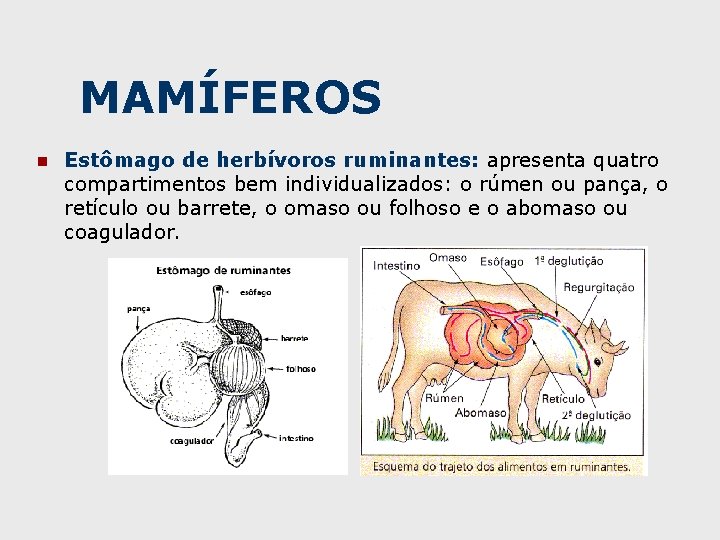 MAMÍFEROS n Estômago de herbívoros ruminantes: apresenta quatro compartimentos bem individualizados: o rúmen ou