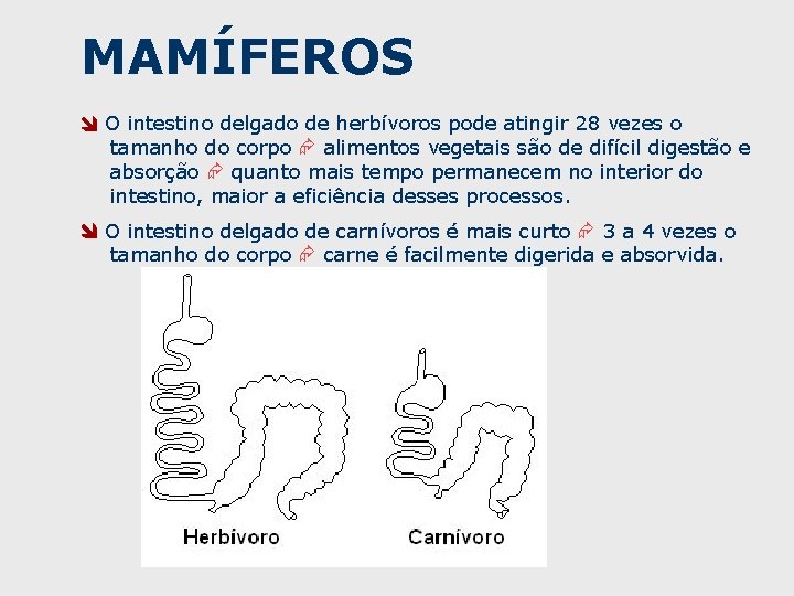 MAMÍFEROS O intestino delgado de herbívoros pode atingir 28 vezes o tamanho do corpo