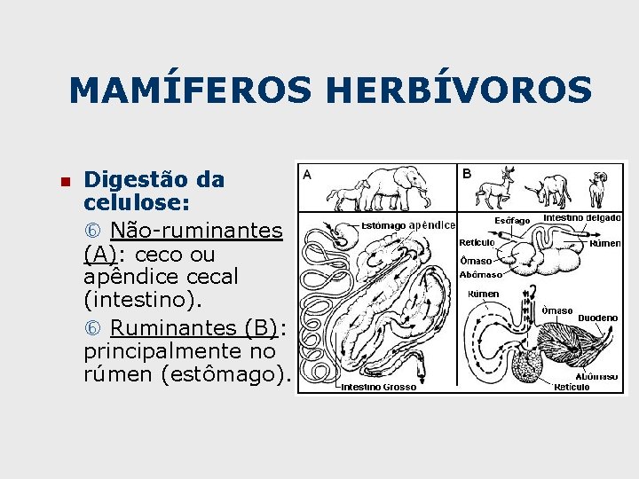 MAMÍFEROS HERBÍVOROS n Digestão da celulose: Não-ruminantes (A): ceco ou apêndice cecal (intestino). Ruminantes