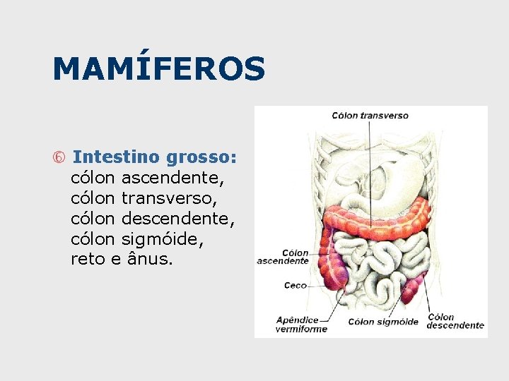 MAMÍFEROS Intestino grosso: cólon ascendente, cólon transverso, cólon descendente, cólon sigmóide, reto e ânus.