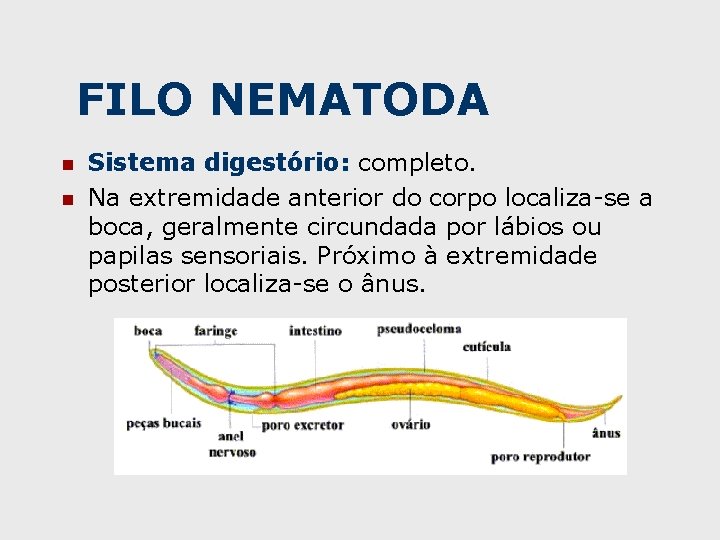 FILO NEMATODA n n Sistema digestório: completo. Na extremidade anterior do corpo localiza-se a