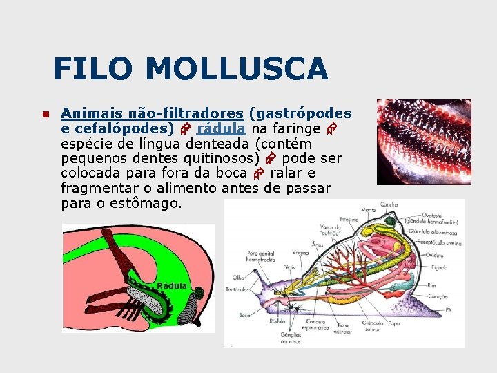 FILO MOLLUSCA n Animais não-filtradores (gastrópodes e cefalópodes) rádula na faringe espécie de língua