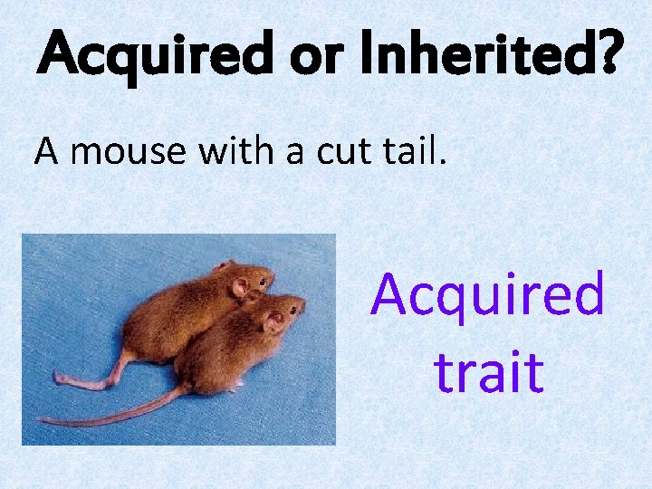 Acquired or Inherited? A mouse with a cut tail. Acquired trait Acquired or Inherited? A mouse with a cut tail. Acquired trait