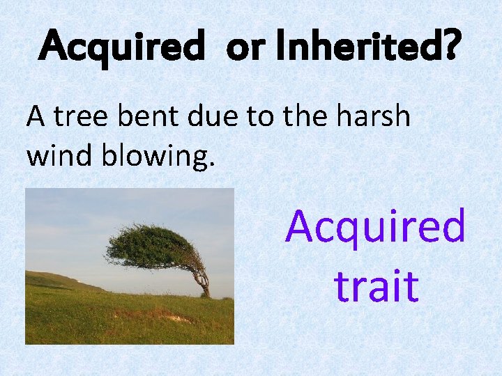 Acquired or Inherited? A tree bent due to the harsh wind blowing. Acquired trait Acquired or Inherited? A tree bent due to the harsh wind blowing. Acquired trait