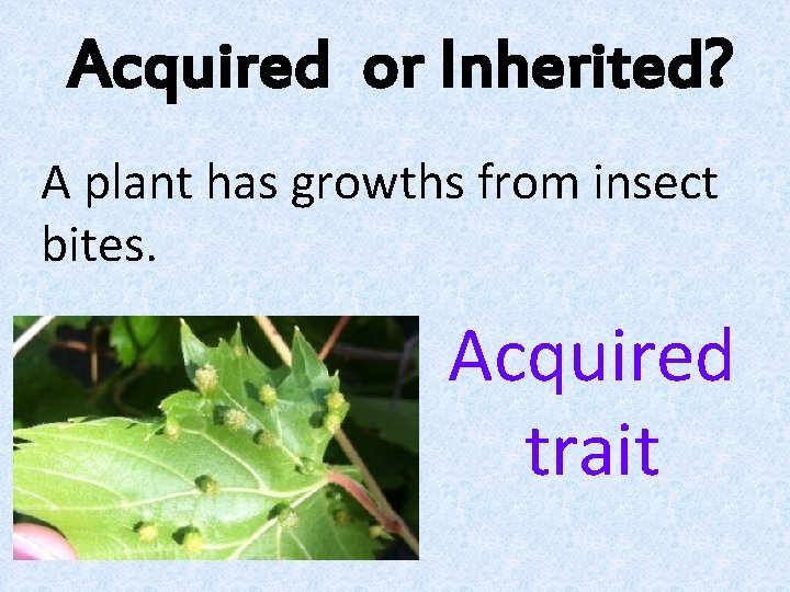 Acquired or Inherited? A plant has growths from insect bites. Acquired trait Acquired or Inherited? A plant has growths from insect bites. Acquired trait