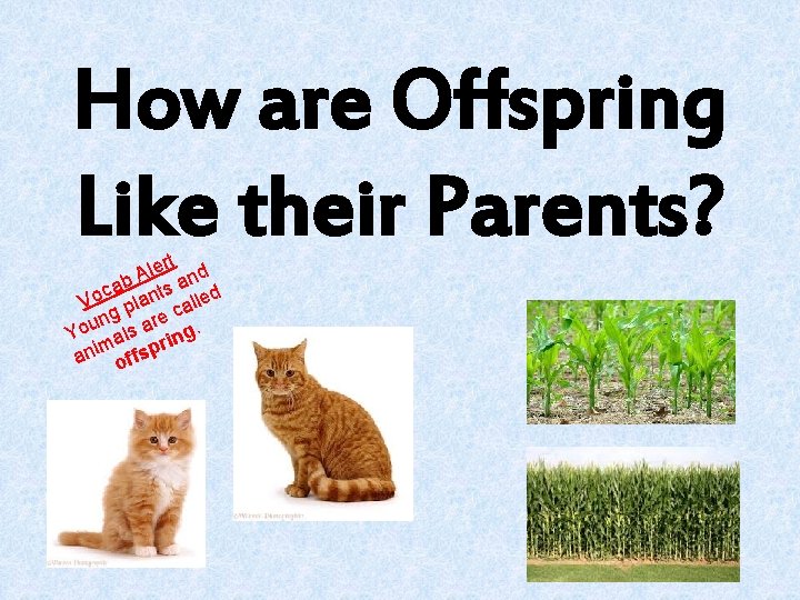 How are Offspring Like their Parents? lert nd A cab ants a led o How are Offspring Like their Parents? lert nd A cab ants a led o