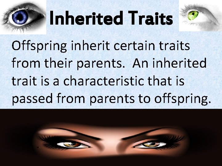Inherited Traits Offspring inherit certain traits from their parents. An inherited trait is a Inherited Traits Offspring inherit certain traits from their parents. An inherited trait is a