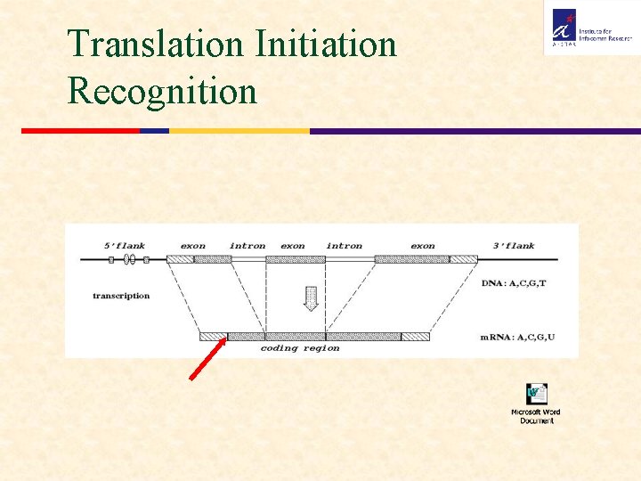 Translation Initiation Recognition 