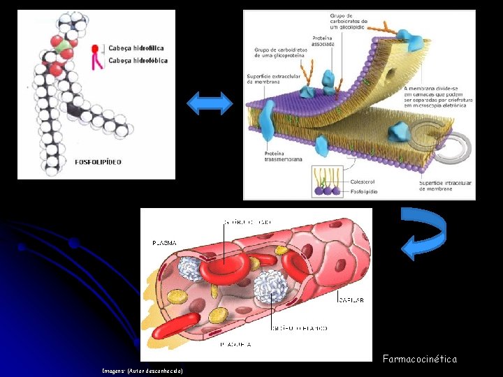 Farmacocinética Imagens: (Autor desconhecido) 