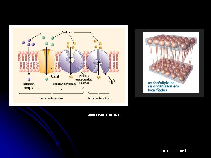 Imagens: (Autor desconhecido) Farmacocinética 