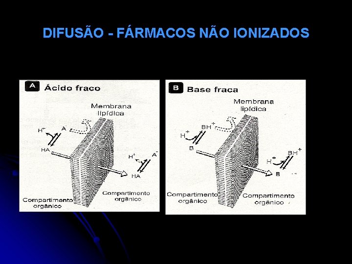 DIFUSÃO - FÁRMACOS NÃO IONIZADOS 