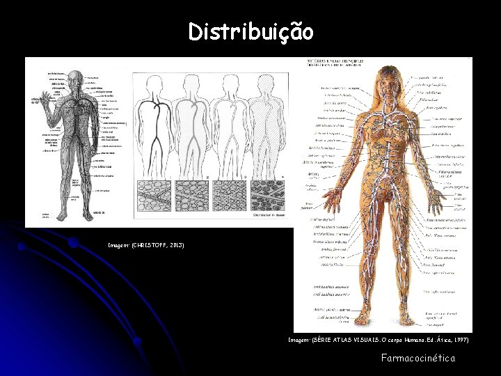 Distribuição Imagem: (CHRISTOFF, 2013) Imagem: (SÉRIE ATLAS VISUAIS. O corpo Humano. Ed. Ática, 1997)