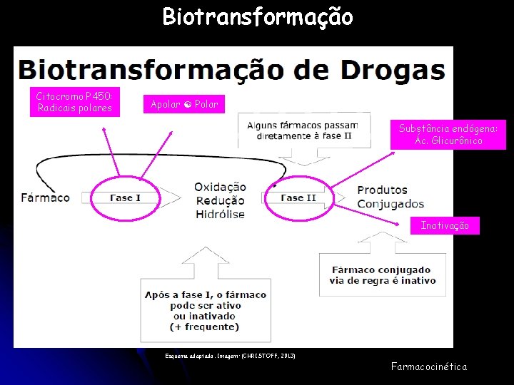 Biotransformação Citocromo P 450: Radicais polares Apolar Polar Substância endógena: Ác. Glicurônico Inativação Esquema