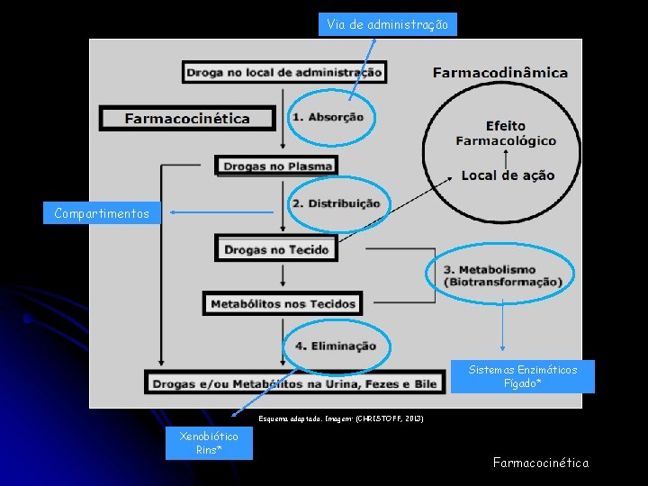 Via de administração Compartimentos Sistemas Enzimáticos Fígado* Esquema adaptado. Imagem: (CHRISTOFF, 2013) Xenobiótico Rins*