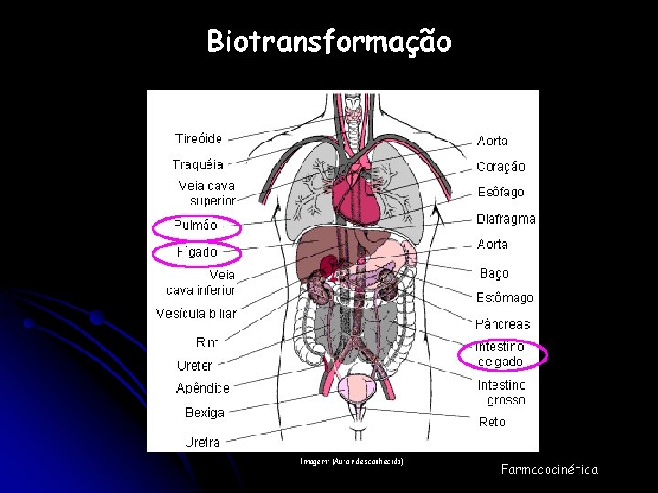 Biotransformação Imagem: (Autor desconhecido) Farmacocinética 