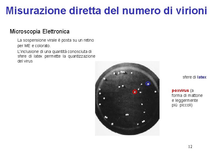 Misurazione diretta del numero di virioni Microscopia Elettronica La sospensione virale è posta su