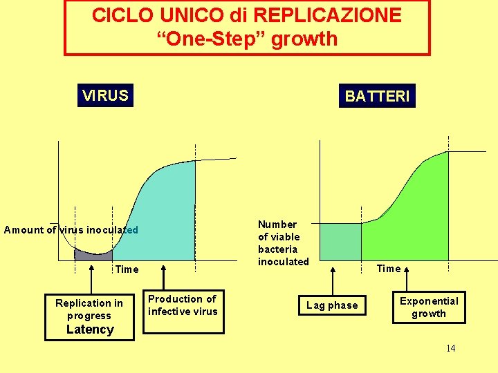 CICLO UNICO di REPLICAZIONE “One-Step” growth VIRUS BATTERI Number of viable bacteria inoculated Amount