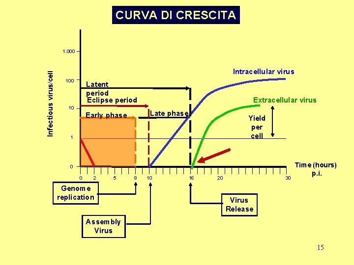 CURVA DI CRESCITA Infectious virus/cell 1. 000 Intracellular virus 100 Latent period Eclipse period