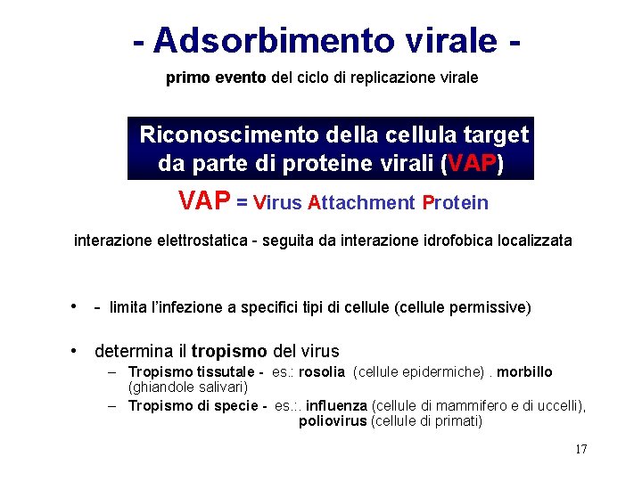 - Adsorbimento virale primo evento del ciclo di replicazione virale Riconoscimento della cellula target