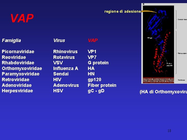 regione di adesione VAP Famiglia Virus VAP Picornaviridae Reoviridae Rhabdoviridae Orthomyxoviridae Paramyxoviridae Retroviridae Adenoviridae