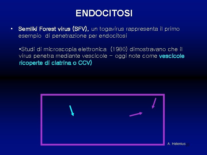 ENDOCITOSI • Semliki Forest virus (SFV), un togavirus rappresenta il primo esempio di penetrazione
