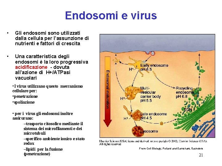 Endosomi e virus • Gli endosomi sono utilizzati dalla cellula per l’assunzione di nutrienti