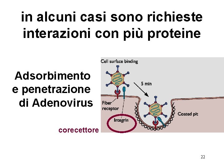 in alcuni casi sono richieste interazioni con più proteine Adsorbimento e penetrazione di Adenovirus