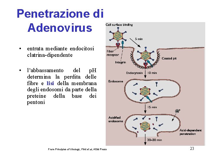 Penetrazione di Adenovirus • entrata mediante endocitosi clatrina-dipendente • l’abbassamento del p. H determina