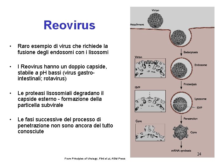Reovirus • Raro esempio di virus che richiede la fusione degli endosomi con i