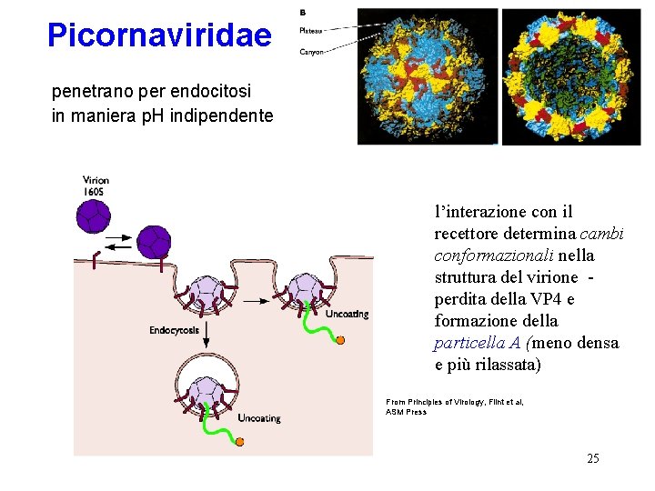 Picornaviridae penetrano per endocitosi in maniera p. H indipendente l’interazione con il recettore determina