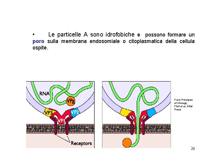  • Le particelle A sono idrofobiche e possono formare un poro sulla membrana