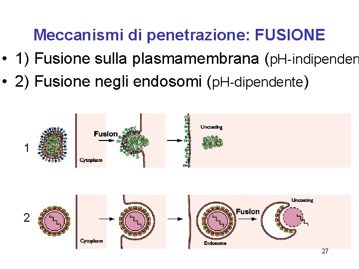 Meccanismi di penetrazione: FUSIONE • 1) Fusione sulla plasmamembrana (p. H-indipenden • 2) Fusione
