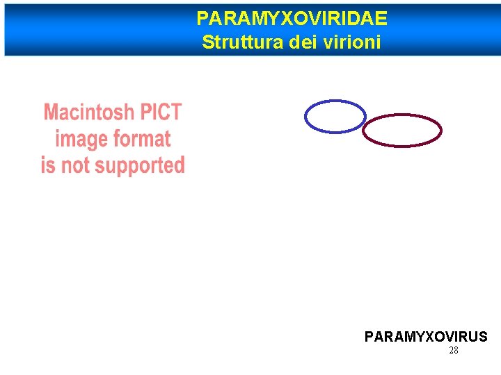 PARAMYXOVIRIDAE Struttura dei virioni PARAMYXOVIRUS 28 